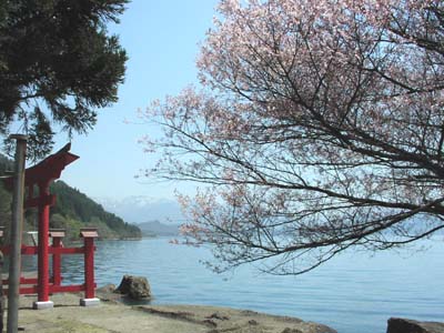 sakura2.jpg
