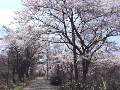 sakura3.jpg